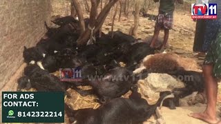 45 SHEEP DEAD IN THUNDERBOLT AT KOMAROLU PRAKASHAM TV11 NEWS 28TH APR 2017