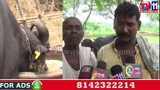 SBI BANK MANAGER FRAUD PEOPLE WITH INSURANCES FOR CATTLE AT NARSIPATNAM TV11 NEWS 30TH MAY 2017