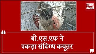 BSF ने सीमा से पकड़ा संदिग्ध कबूतर,जांच जारी