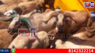 SHEEPS & GOATS BUYING IN HYDERABAD FOR BKRIED TV11 NEWS 1ST SEP 2017