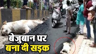 Agra में Road पर सो रहे कुत्ते पर बना दी सड़क