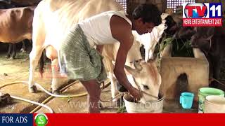 PRAKASAM DIST MOLASSES CHEMICAL ARE USED TO MORE MILK FROM CATTLE || Tv11 News || 19-11-2017