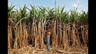 Can sugarcane affect Modi's 2019 plans? | ETMagazine