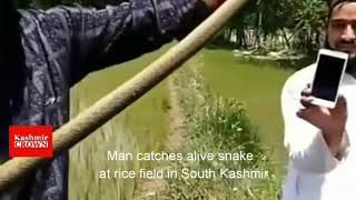 Man catches alive snake at rice field in South Kashmir