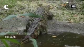 3 crocodiles brought to Siliguri’s North Bengal Wild Animals Park