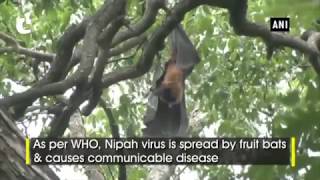 Coimbatore zoo takes precautionary measures against Nipah virus
