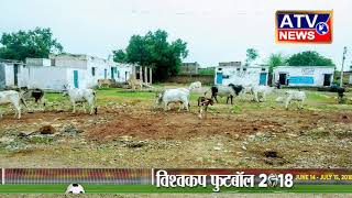 आवारा मवेशियों से ग्रामीण परेशान#ATV NEWS CHANNEL (24x7 हिंदी न्यूज़ चैनल)