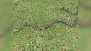 9 Python babies found in farm of Gandevi