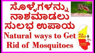 How to Kill Mosquitoes Naturally 100% Working..Kannada Sanjeevani..