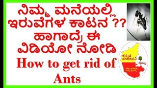 How to get rid of Ants Naturally...Kannada Sanjeevani