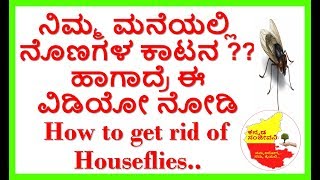 How to Get Rid of Flies in the House Naturally..Kannada Sanjeevani..