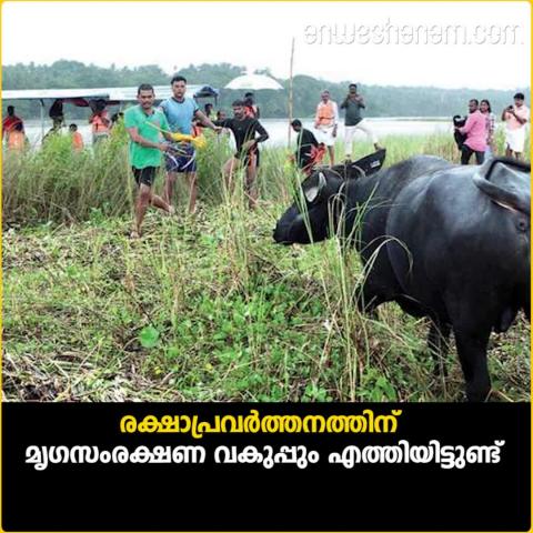 Bharathapuzha cattle trapped in bharathapuzha islands