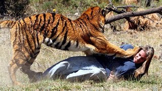 Exclusive video of tigress catching her pray in Panna Tiger Reserve