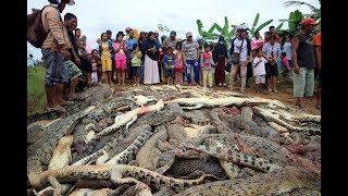 INDONESIA में लिया गया 1 मौत का बदला 292 मगरमच्छों की मौत से