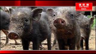 Hyderabad News- हैदराबाद में सूअरों ने किया नाक में दम