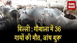 दिल्ली - गौशाला में 36 गायों की मौत, जांच शुरू