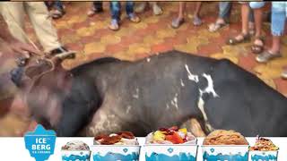 Violent Bull Goes On Rampage In Bicholim