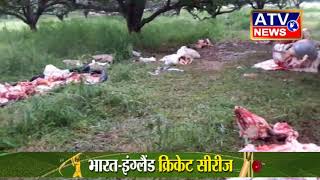 योगी राज में खुलेआम गौकशी # ATV NEWS CHANNEL (24x7 हिंदी न्यूज़ चैनल)