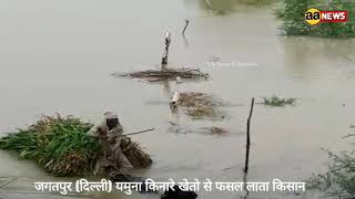 जगतपुर (दिल्ली) यमुना किनारे खेतो से फसल लाता किसान | Jagtpur Burari Flood Yamuna Delhi