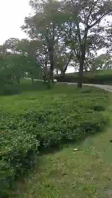 Tea gardens Dharamshala