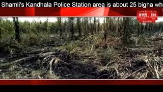Shamli's Kandhala Police Station area is about 25 bigha wheat and one crop of ashes THE NEWS INDIA