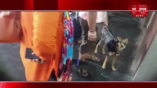 [ Agra News] Two dogs were heavy on the train without ticket.