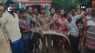 Odisha: 7-feet-long crocodile rescued in Malkangiri