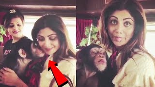 Shilpa Shetty Gets A Kiss From Chimpanzee | WATCH VIDEO