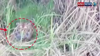 बाघ घूम रहे हैं खेतों में खुलेआम, लोगों में दहशत का खौफ, विडिओ हुआ वायरल देखिये