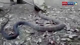 किंग कोबरा को काबू करने में हो गयी हालत माड़ी देखिये