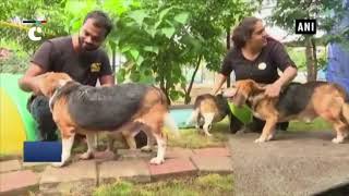 10 Beagles dogs rescued from Pune from laboratory after being trapped for 8 years