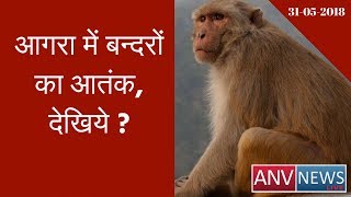 Uttar Pradesh: Monkeys snatch a bag full of two lakh rupees from the trade trader |ANV NEWS |