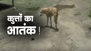ANV NEWS || उत्तरप्रदेश में कुत्तों का आतंक | बुजुर्ग महिला की मौत # dogsattack