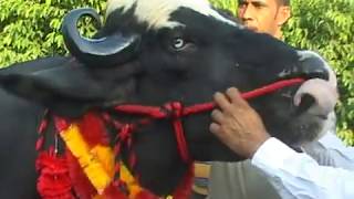 20 lack  bull. in AGRAON | JanSangathan Tv
