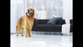 dog luxury hotel redefines pet culture  | JanSangathan Tv