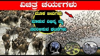 ಮೂಕ ಜೀವಿಗಳು ಮಾಡುವ ವಿಭಿನ್ನ ಮೈ ನವರಿಳಿಸುವ ಘಟನೆಗಳು | Latest Unknown Facts in Kannada | Top Kannada TV