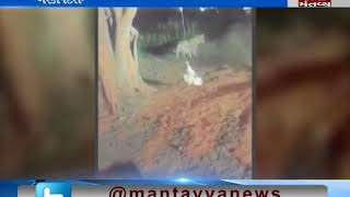 Gir Somnath Another video of lion harassment came against