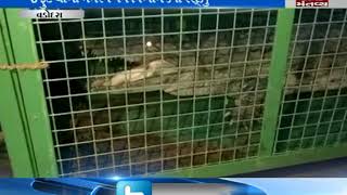 crocodile rescued in Vadodara
