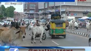 stray cattles in Vijapur