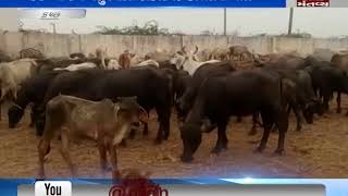 30 animals died in suspicious way in Kutch