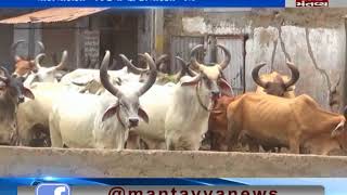 animals are not  getting forage in Bhuj