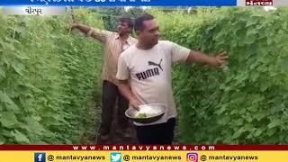 successful farming of vegetable in Virpur