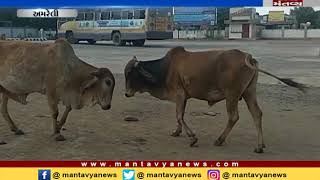 stray cattle issue in Amreli