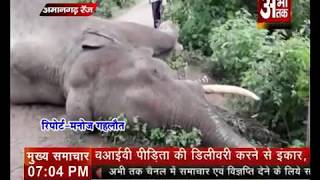 अमानगढ़ रेंज में हाथी की मौत