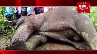 [ Bijnor ] बिजनौर के वन विभाग की अमानगढ़ रेंज के मालोनी में एक हाथी हुई मौत