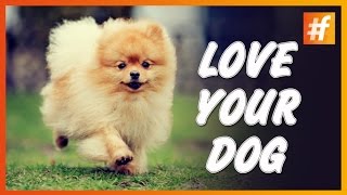 Why You Must Love Your Dog!