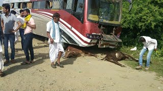 नाथद्वारा । बेकाबू बस ने श्रीनाथजी की 15/20 गायों को कुचला।