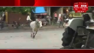 Sultanpur]सुल्तानपुर में जानवरों के लिए रिजर्व हुई यूपी की सड़कें, देखें क्‍या हो रहा इंसानों का हाल