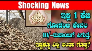 In this Place Cashew Nuts Price is only Rs.10/- | Kannada News | Top Kannada TV