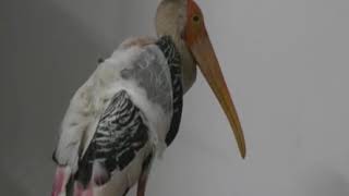 The World's First Birds ICU in Jamnagar Special Covrage by Abtak Channel